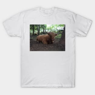 Scottish Highland Cattle Cow 1500 T-Shirt